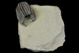 Crinoid (Gennaeocrinus) Fossil - Arkona, Canada #137269-2